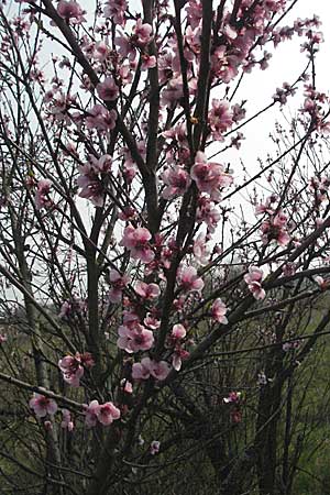 Prunus persica \ Pfirsich / Peach, D Waghäusel 7.4.2007