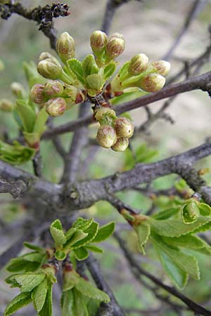 Prunus fruticosa \ Zwerg-Kirsche / European Dwarf Cherry, Ground Cherry, D Rheinhessen, Gau-Odernheim 13.4.2008