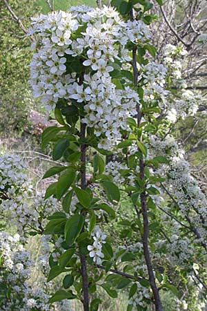 Prunus mahaleb \ Felsenkirsche, Stein-Weichsel / Saint Lucie Cherry, D Rheinhessen, Flonheim 26.4.2008