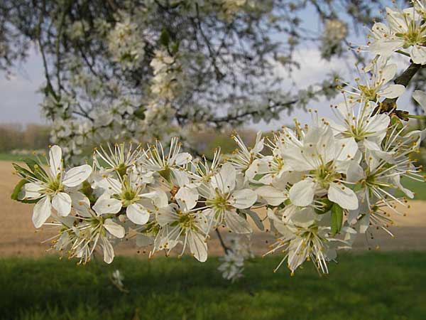Prunus spinosa \ Schlehe, Schwarzdorn / Sloe, Blackthorn, D Lampertheim 10.4.2009