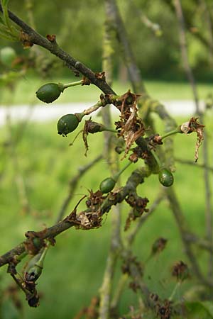 Prunus spinosa / Sloe, Blackthorn, D Lampertheim 3.5.2009