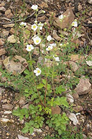 Potentilla rupestris \ Felsen-Fingerkraut / Rock Cinquefoil, D Rheinhessen, Neu-Bamberg 15.5.2010