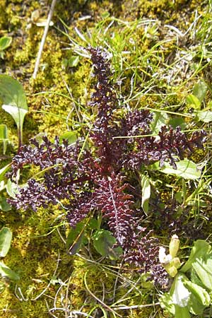 Pedicularis rostratocapitata \ Kopfiges Lusekraut, Geschnbeltes Lusekraut / Beaked Lousewort, D Oberstdorf 22.6.2011