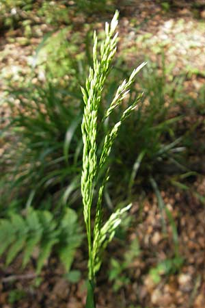 Poa chaixii \ Berg-Rispengras, Wald-Rispengras / Forest Blue Grass, D Vogelsberg, Ulrichstein 30.5.2012