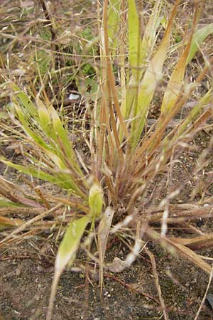 Panicum barbipulvinatum \ Ufer-Rispen-Hirse / Riparian Millet, D Flörsheim am Main 15.9.2012