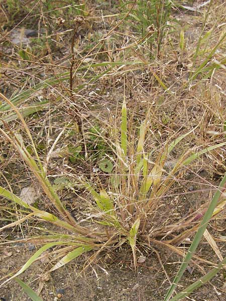 Panicum barbipulvinatum \ Ufer-Rispen-Hirse, D Flörsheim am Main 15.9.2012