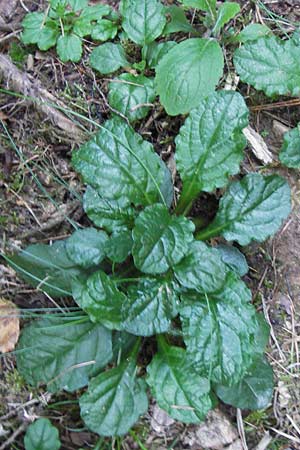 Prunella vulgaris \ Gemeine Braunelle, Kleine Braunelle / Selfheal, D Odenwald, Erbach 5.9.2013