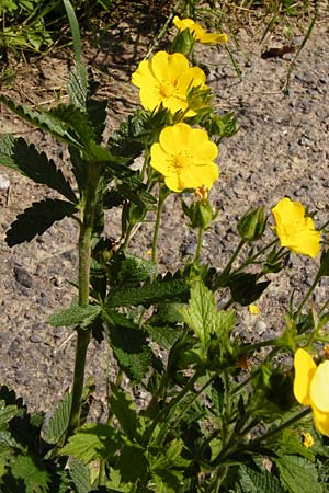 Potentilla recta \ Aufrechtes Fingerkraut, Hohes Fingerkraut / Sulphur Cinquefoil, D Weinheim an der Bergstraße 1.6.2014