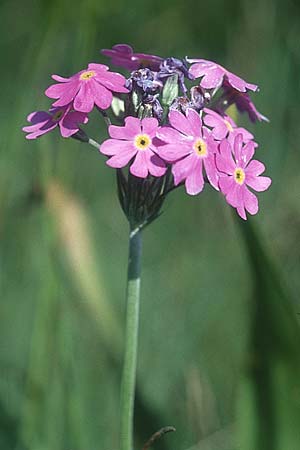 Primula farinosa \ Mehl-Primel / Bird's-Eye Primrose, D Allgäu 11.6.2005