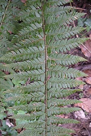 Polystichum aculeatum \ Stacheliger Schildfarn / Hard Shield Fern, D Hirschberg 3.4.2008