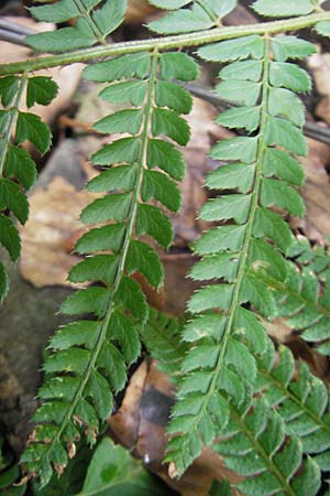 Polystichum setiferum / Soft Shield Fern, D Zwingenberg an der Bergstraße 14.9.2009