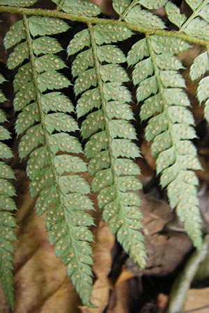 Polystichum setiferum \ Borstiger Schildfarn / Soft Shield Fern, D Zwingenberg an der Bergstraße 14.9.2009