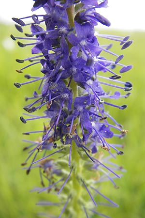 Veronica spicata \ hriger Blauweiderich, hriger Ehrenpreis / Spiked Speedwell, D Eching 30.7.2011