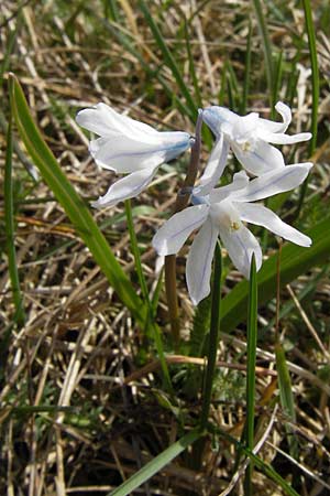 Puschkinia scilloides \ Schein-Scilla / Russian Snowdrop, D Heusenstamm 14.4.2013