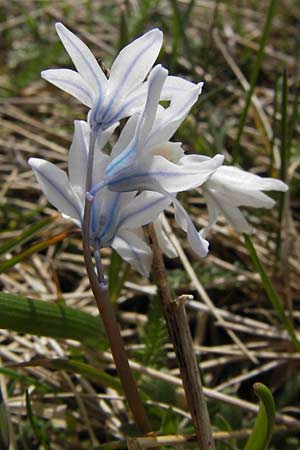 Puschkinia scilloides / Russian Snowdrop, D Heusenstamm 14.4.2013