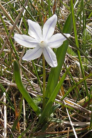 Puschkinia scilloides / Russian Snowdrop, D Heusenstamm 14.4.2013