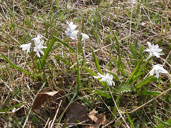 Puschkinia scilloides \ Schein-Scilla / Russian Snowdrop, D Heusenstamm 14.4.2013