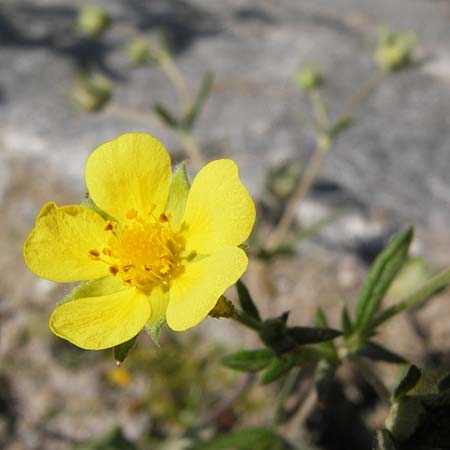 Potentilla schultzii \ Schultz' Hgel-Fingerkraut, D Theisbergstegen 8.6.2013