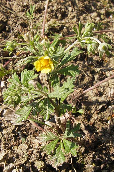 Potentilla schultzii \ Schultz' Hgel-Fingerkraut, D Theisbergstegen 8.6.2013