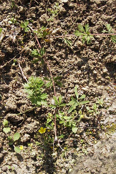 Potentilla schultzii \ Schultz' Hgel-Fingerkraut, D Theisbergstegen 8.6.2013