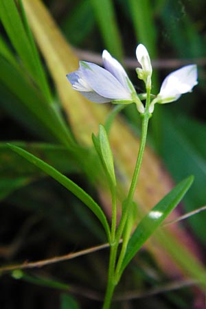 Polygala serpyllifolia \ Quendel-Kreuzblume, Quendel-Kreuzblmchen / Heath Milkwort, D Odenwald, Neckarsteinach-Darsberg 5.6.2014