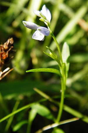 Polygala serpyllifolia \ Quendel-Kreuzblume, Quendel-Kreuzblmchen, D Odenwald, Neckarsteinach-Darsberg 5.6.2014