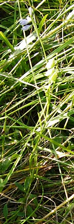 Polygala serpyllifolia \ Quendel-Kreuzblume, Quendel-Kreuzblmchen / Heath Milkwort, D Odenwald, Neckarsteinach-Darsberg 5.6.2014