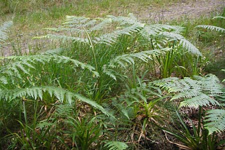 Pteridium pinetorum / Pinewood Bracken, D Black-Forest, Hornisgrinde 31.7.2013