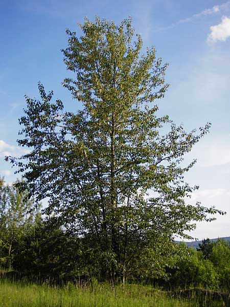 Populus trichocarpa \ Westliche Balsam-Pappel / Black Cottonwood, Western Balsam Poplar, D Oberaula 31.5.2014
