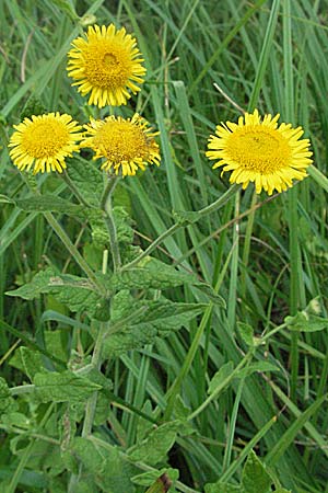 Pulicaria dysenterica \ Groes Flohkraut / Common Fleabane, D Mörfelden 29.7.2006