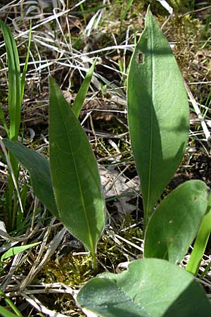 Pulmonaria montana \ Knolliges Lungenkraut, D Ingelheim 20.4.2008