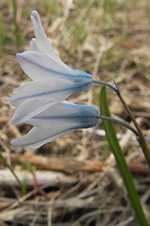 Puschkinia scilloides / Russian Snowdrop, D Kallstadt 5.4.2009