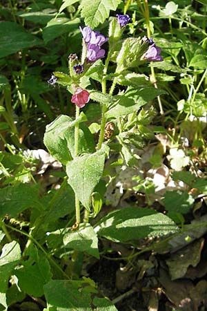 Pulmonaria obscura \ Dunkles Lungenkraut / Suffolk Lungwort, D Schweinfurt 25.4.2009