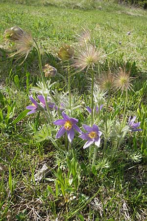 Pulsatilla vulgaris \ Kuhschelle, Khchenschelle / Common Pasque-Flower, D Kallstadt 10.4.2011