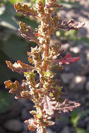 Dysphania pumilio \ Australischer Drsengnsefu / Clammy Goosefoot, D Mannheim 7.9.2012