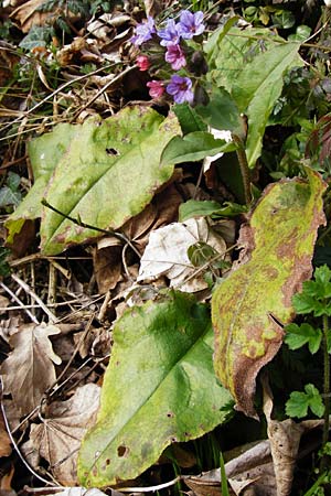 Pulmonaria obscura \ Dunkles Lungenkraut / Suffolk Lungwort, D Hemsbach 8.3.2014