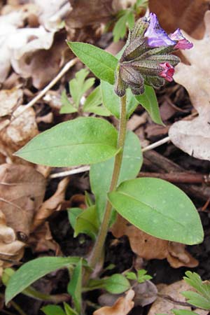 Pulmonaria obscura \ Dunkles Lungenkraut / Suffolk Lungwort, D Thüringen, Weimar 28.3.2014