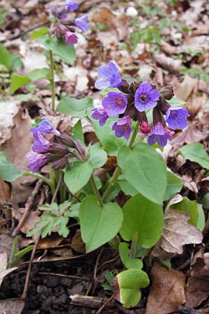 Pulmonaria obscura \ Dunkles Lungenkraut / Suffolk Lungwort, D Thüringen, Weimar 28.3.2014