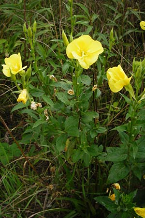 Oenothera punctulata \ Feinpunktierte Nachtkerze / Fine-Spotted Evening Primrose, D Graben-Neudorf 28.7.2014