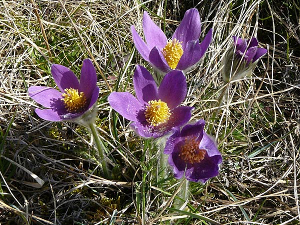 Pulsatilla vulgaris \ Kuhschelle, Khchenschelle / Common Pasque-Flower, D Neuleiningen 16.3.2014