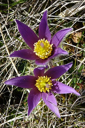 Pulsatilla vulgaris / Common Pasque-Flower, D Neuleiningen 16.3.2014