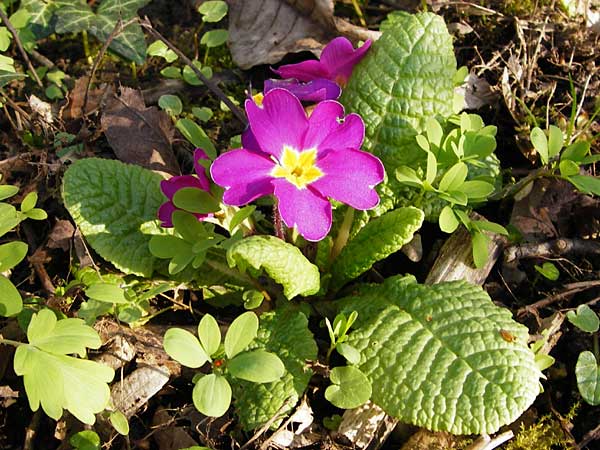 Primula vulgaris \ Stngellose Primel, Kissen-Primel, D Frankfurt-Hausen 26.3.2014