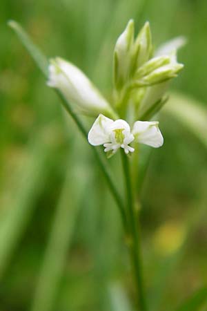 Polygala vulgaris var. oxyptera \ Spitzflgelige Kreuzblume, Spitzflgeliges Kreuzblmchen / Sharp-Winged Milkwort, D Odenwald, Erbach 30.5.2014