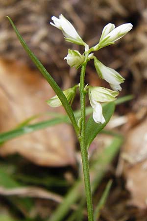 Polygala vulgaris var. oxyptera / Sharp-Winged Milkwort, D Odenwald, Erbach 30.5.2014