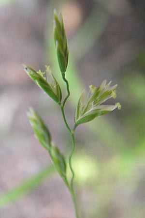 Poa trivialis \ Gewhnliches Rispengras / Rough Blue Grass, D Odenwald, Neckargemünd-Mückenloch 13.9.2010