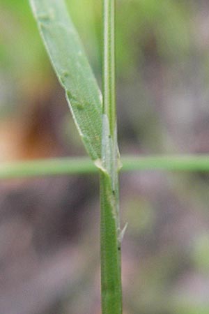 Poa trivialis / Rough Blue Grass, D Odenwald, Neckargemünd-Mückenloch 13.9.2010