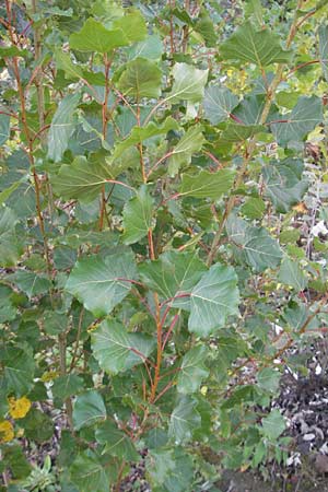 Populus x canadensis \ Kanadische Pappel, Bastard-Schwarzpappel, D Ludwigshafen 8.10.2011