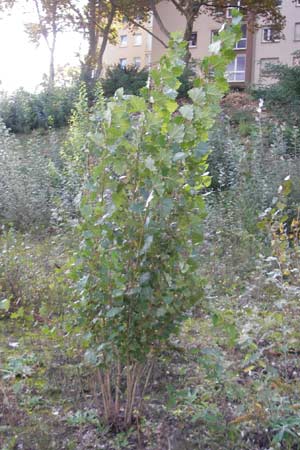 Populus x canadensis / Black Poplar, D Ludwigshafen 8.10.2011