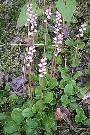 Pyrola minor \ Kleines Wintergrn / Common Wintergreen, D Schwarzwald/Black-Forest, Schauinsland 29.6.2008