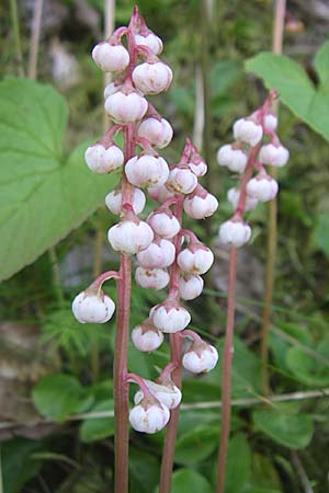 Pyrola minor \ Kleines Wintergrn, D Schwarzwald, Schauinsland 29.6.2008